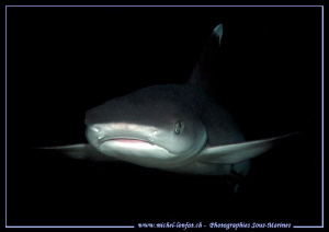 A young reef shark - House Reef of Marsa Shagra. Que du b... by Michel Lonfat 